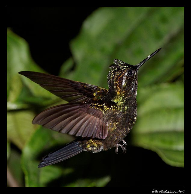 Costa Rica - Hummingbirds