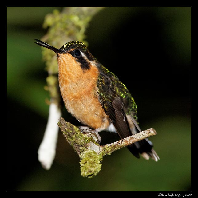 Costa Rica - Hummingbirds