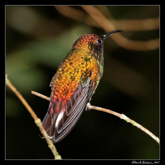 Costa Rica - Hummingbirds