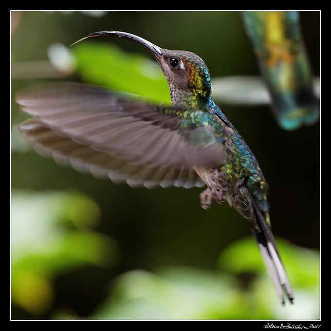 Costa Rica - Hummingbirds