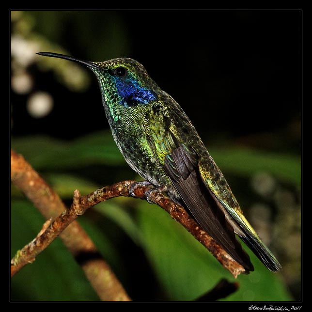 Costa Rica - Hummingbirds