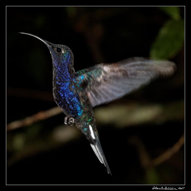 Costa Rica - Hummingbirds