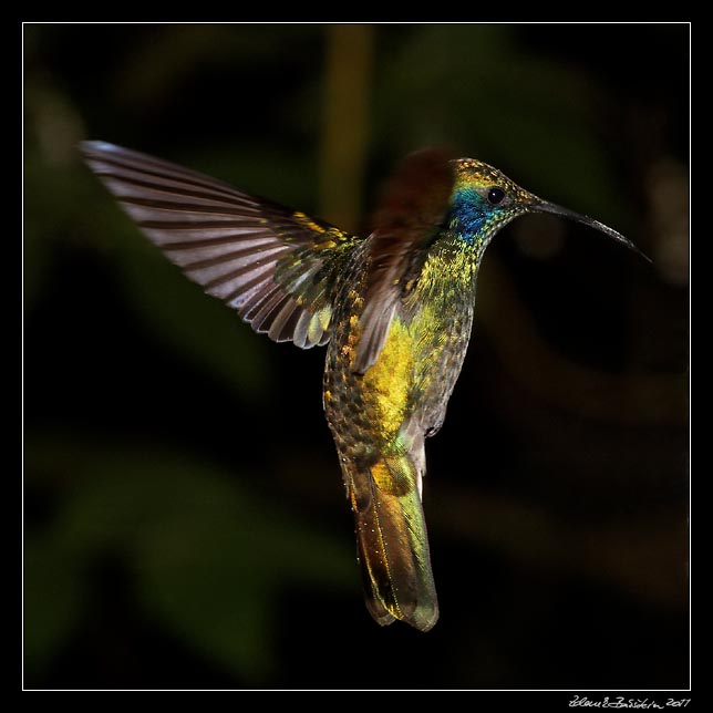 Costa Rica - Hummingbirds